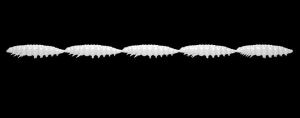 Libra Lures Larva Multi 001 White Cheese 25Stück