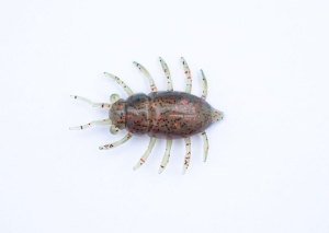 FishUP Maybug 1,3 #045 – Green Pumpkin/Red & Black