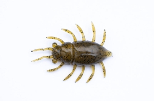 FishUP Maybug 1,3 #074 – Green Pumpkin Seed 5 Stück