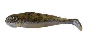Realistischer Shad Schwertfisch 7cm J7 019 10St.