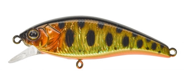 GOLD TROUT.jpg