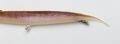 71872_1_.jpg