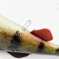 Savage Gear 4D Perch Shad Bulk.2.jpg