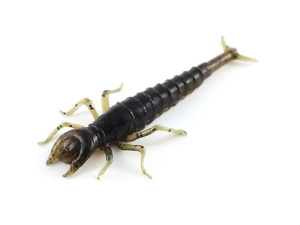 FishUP Diving Bug 5cm #043 Wassermelone Braun Schwarz 8St